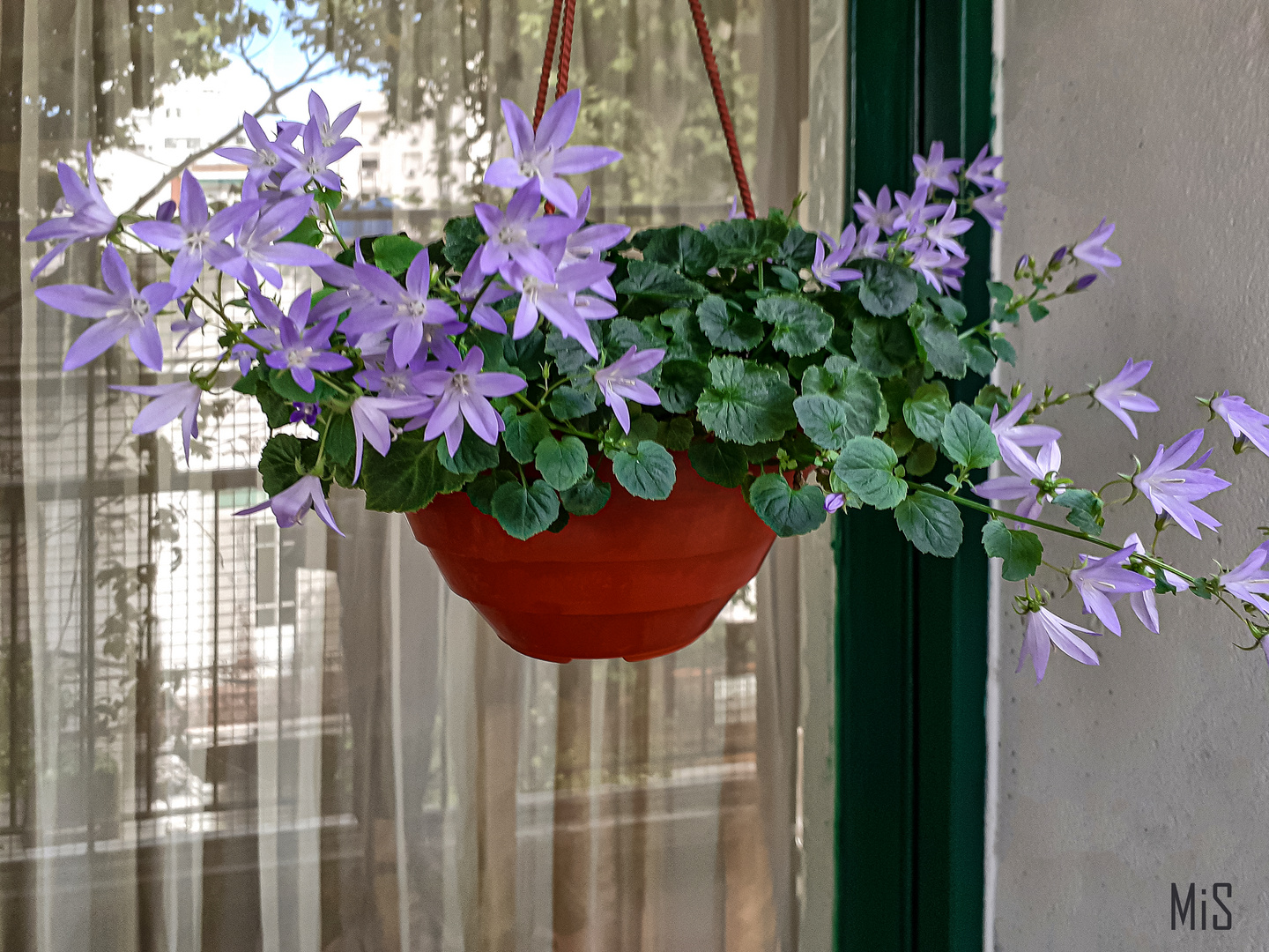 Campanula poscharkiana