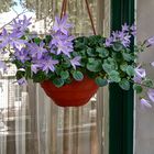 Campanula poscharkiana