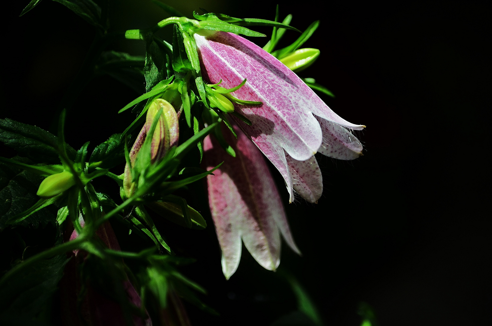 Campanula punctata