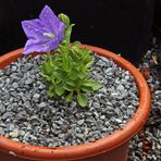 Campanula raineri