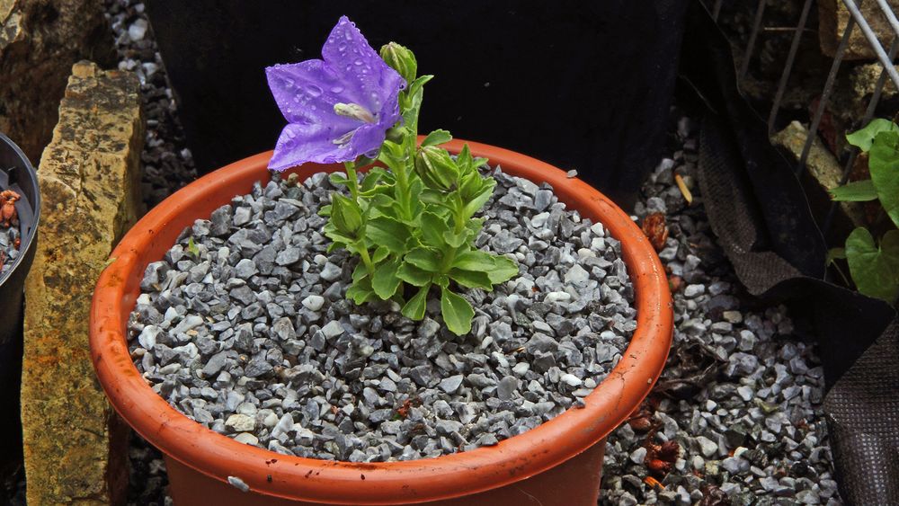 Campanula raineri