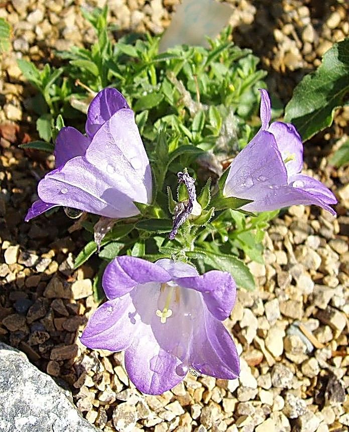 Campanula raineri