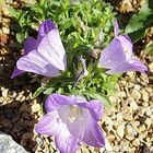 Campanula raineri