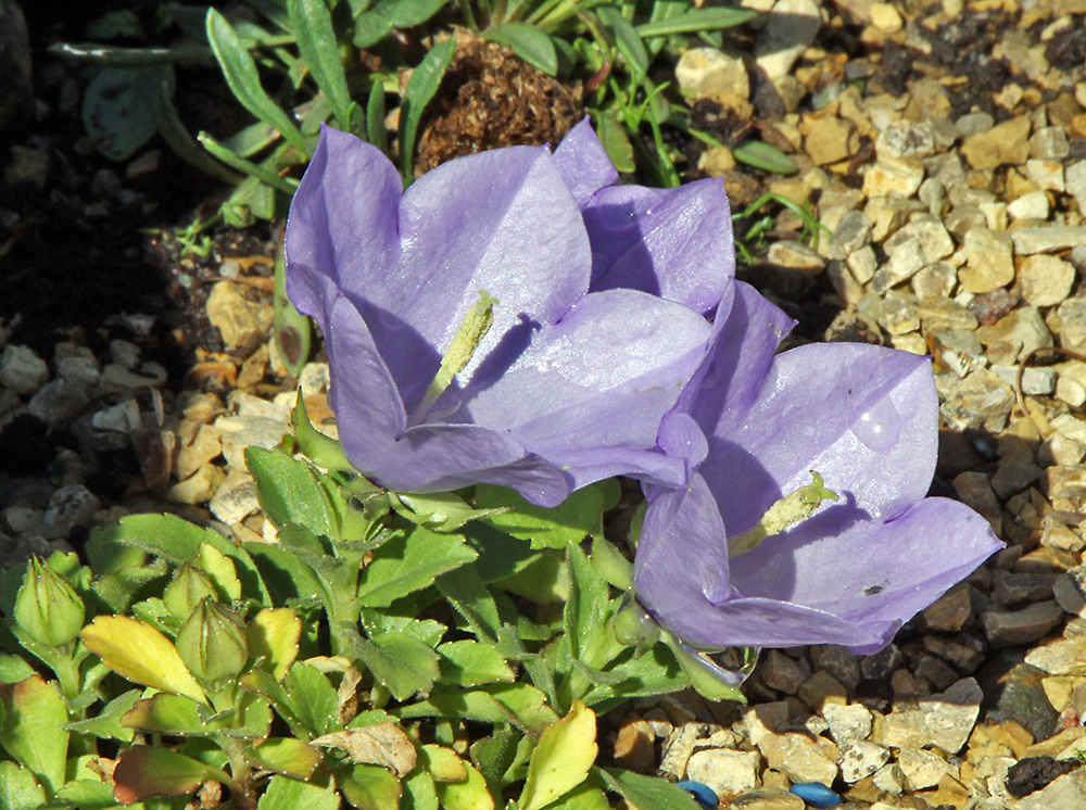 Campanula raineri - Isubrische Glockenblume oder Erzherzog Rainers Glockenblume, die ...