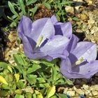 Campanula raineri - Isubrische Glockenblume oder Erzherzog Rainers Glockenblume, die ...