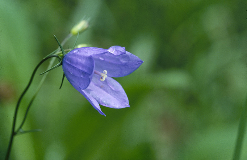 Campanula rotundifolia