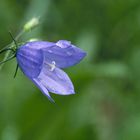 Campanula rotundifolia