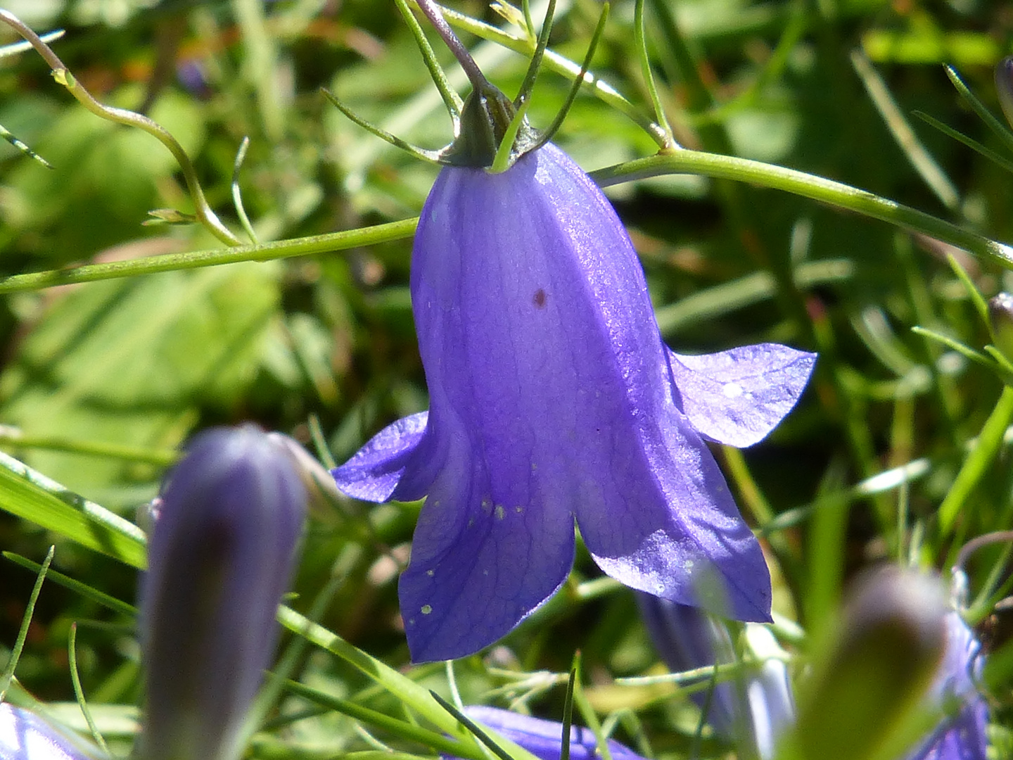 Campanula rotundifolia