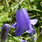 Campanula rotundifolia