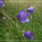 Campanula rotundifolia, die Rundblättrige Glockenblume