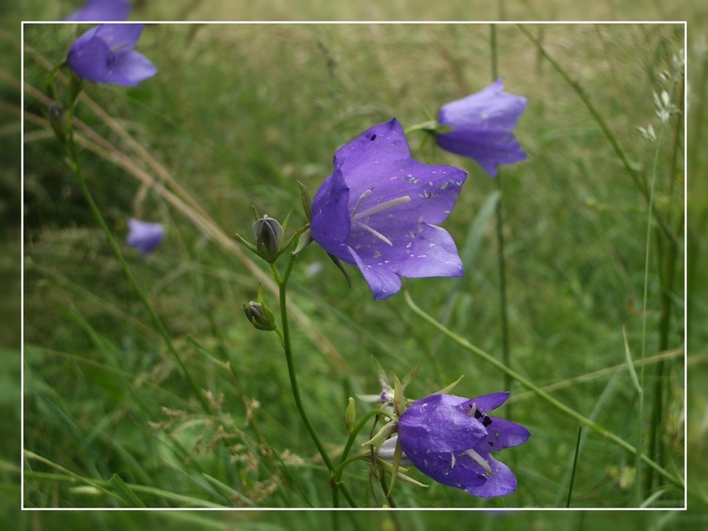 Campanula rotundifolia, die Rundblättrige Glockenblume