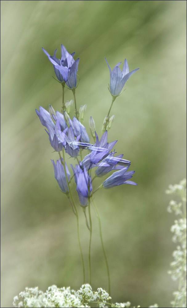 campanula rotundifolia