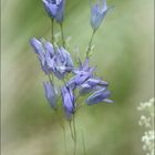 campanula rotundifolia