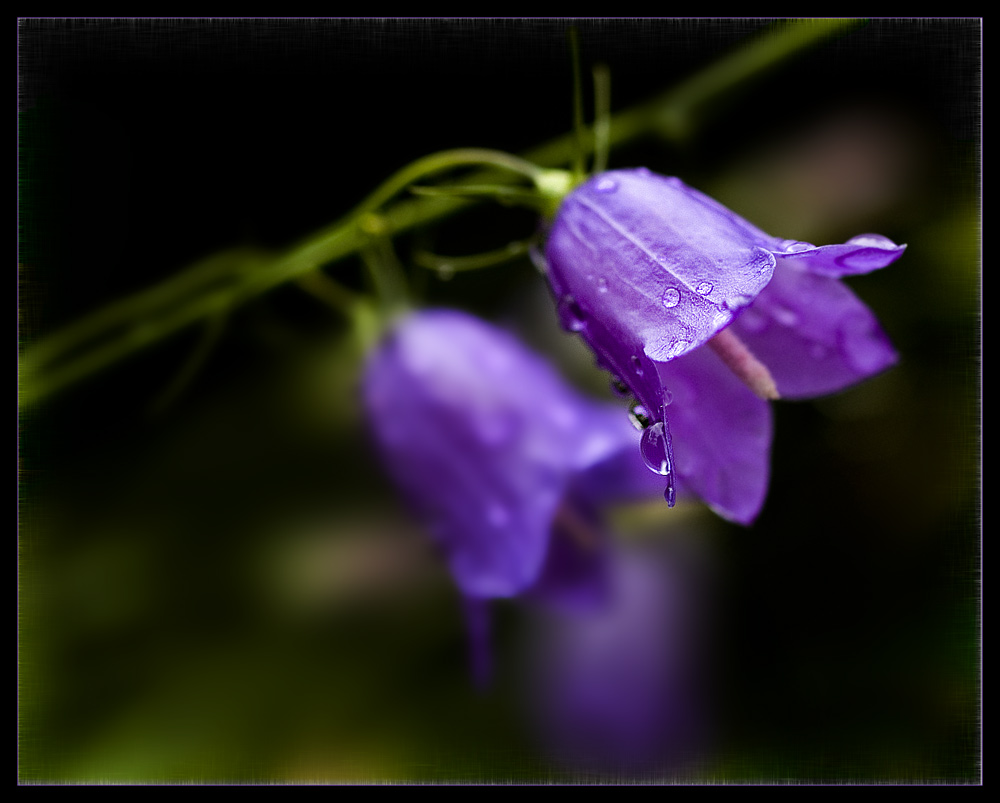 campanula rotundifolia, oder...