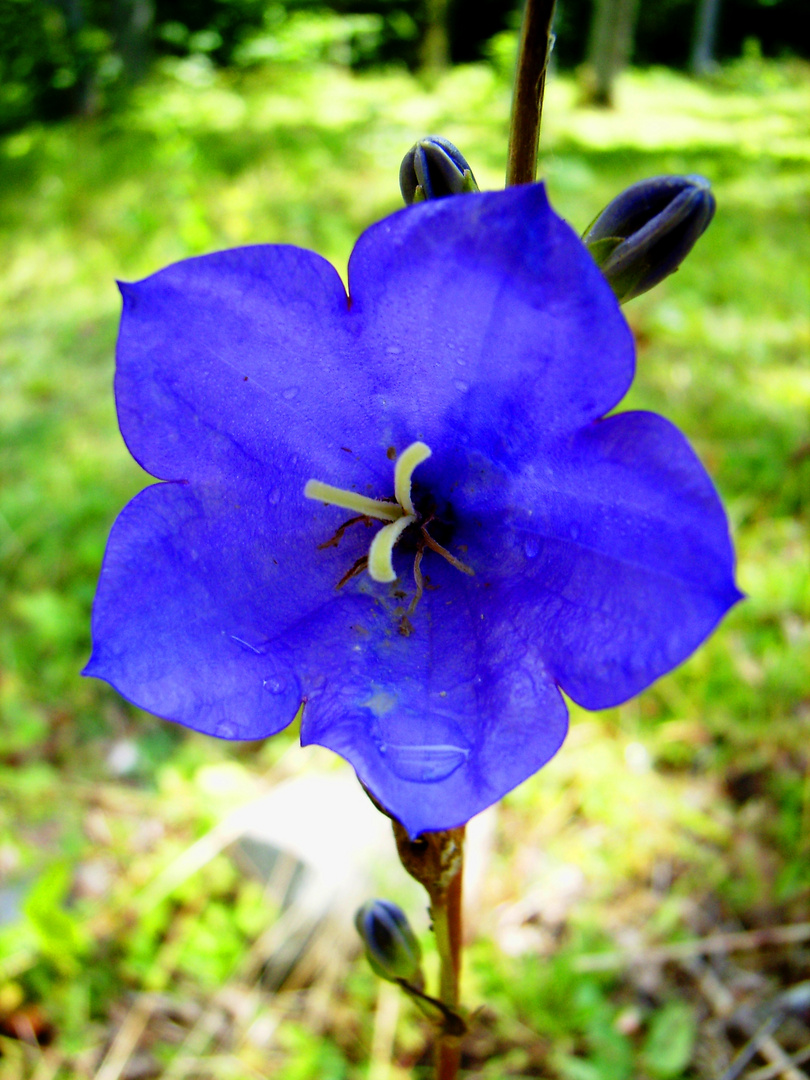 Campanula rotundifolia, Rundblättrige Glockenblume