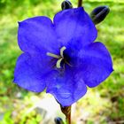 Campanula rotundifolia, Rundblättrige Glockenblume