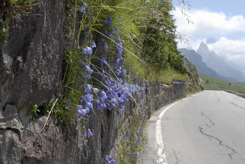 Campanula scheuchzeri