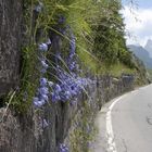 Campanula scheuchzeri