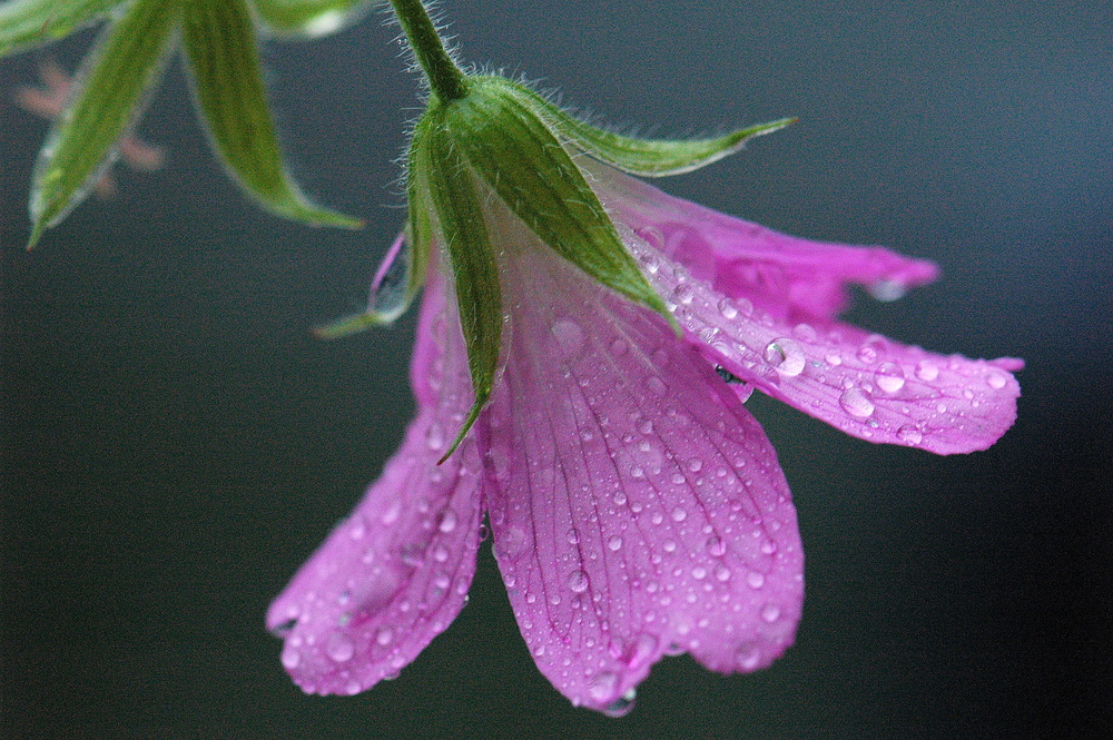 campanula senza con goccie d'acqua come palline