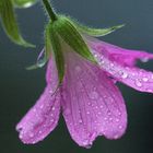 campanula senza con goccie d'acqua come palline