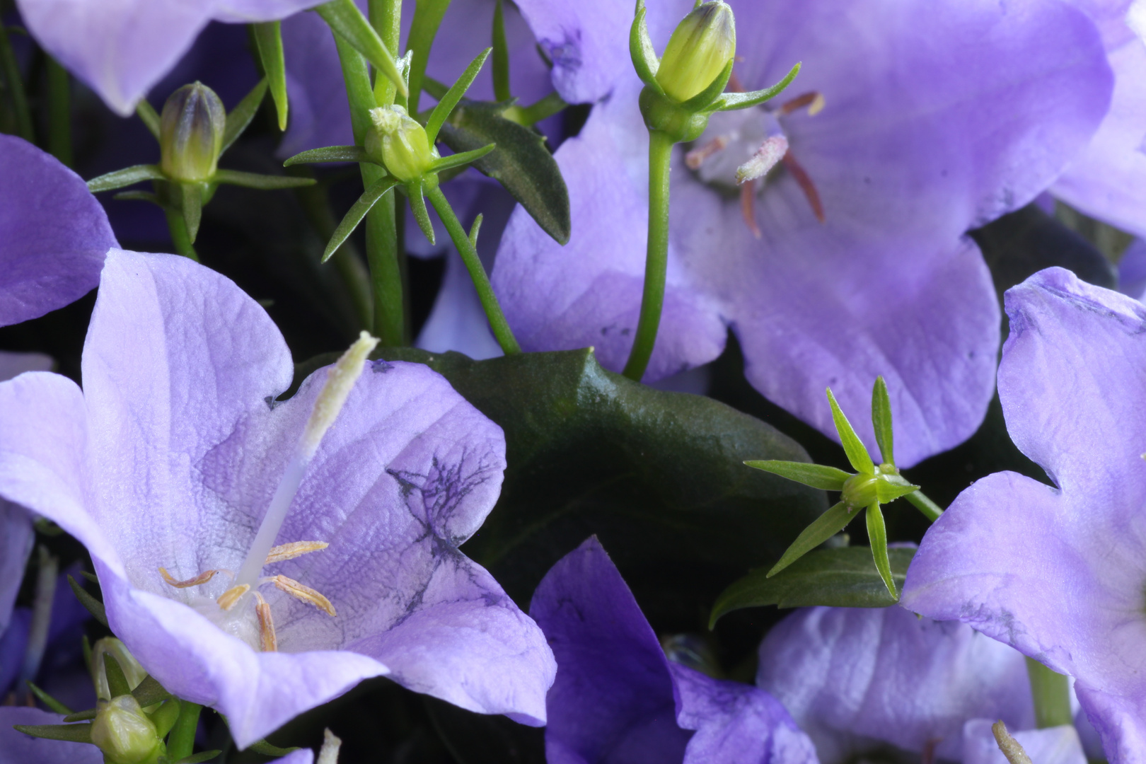 Campanula Spring Bell