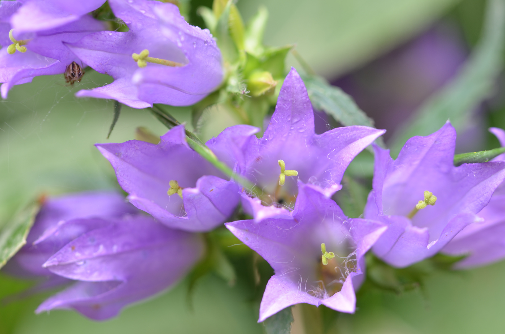 Campanula trachelium