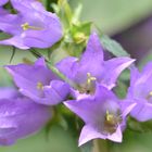 Campanula trachelium