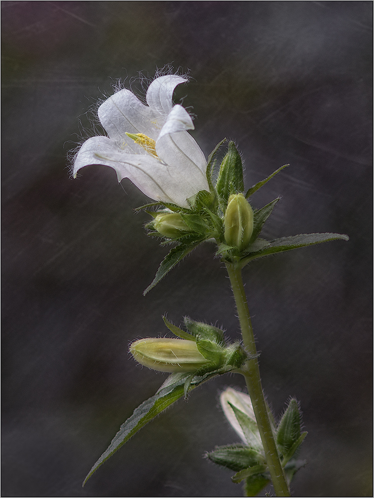 Campanula trachelium