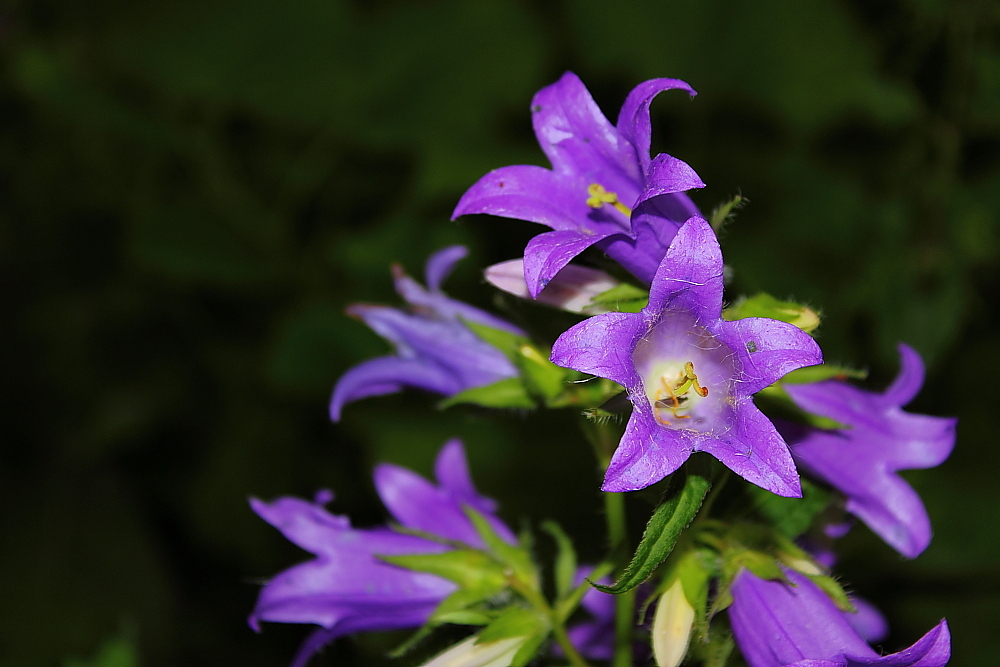 Campanula trachelium...