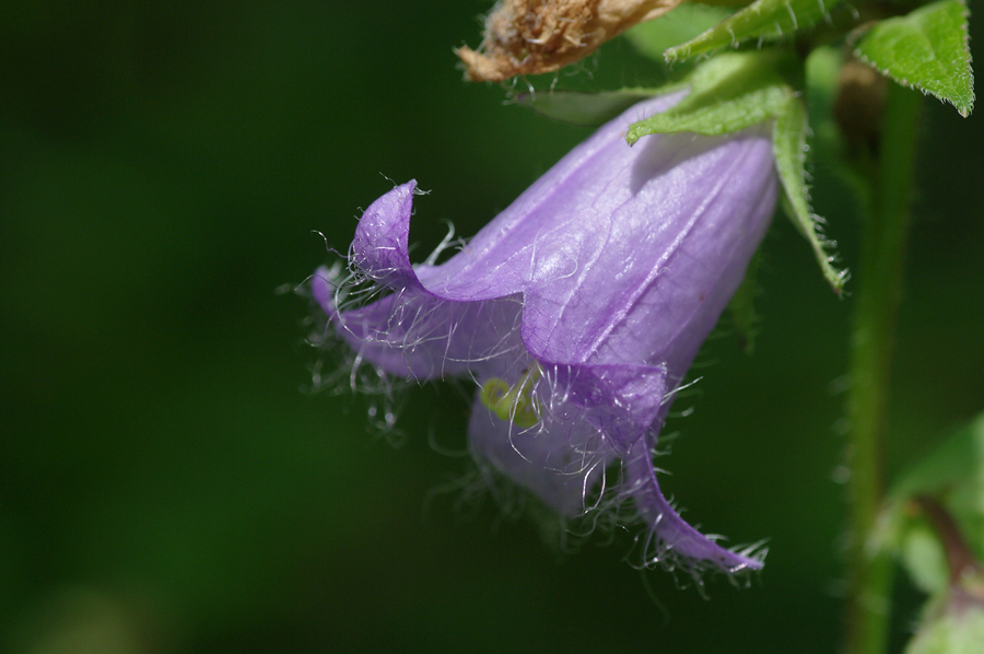 Campanula trachelium