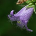 Campanula trachelium