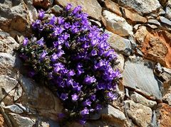 Campanula Tubulosa