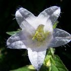 campanula weiser stern