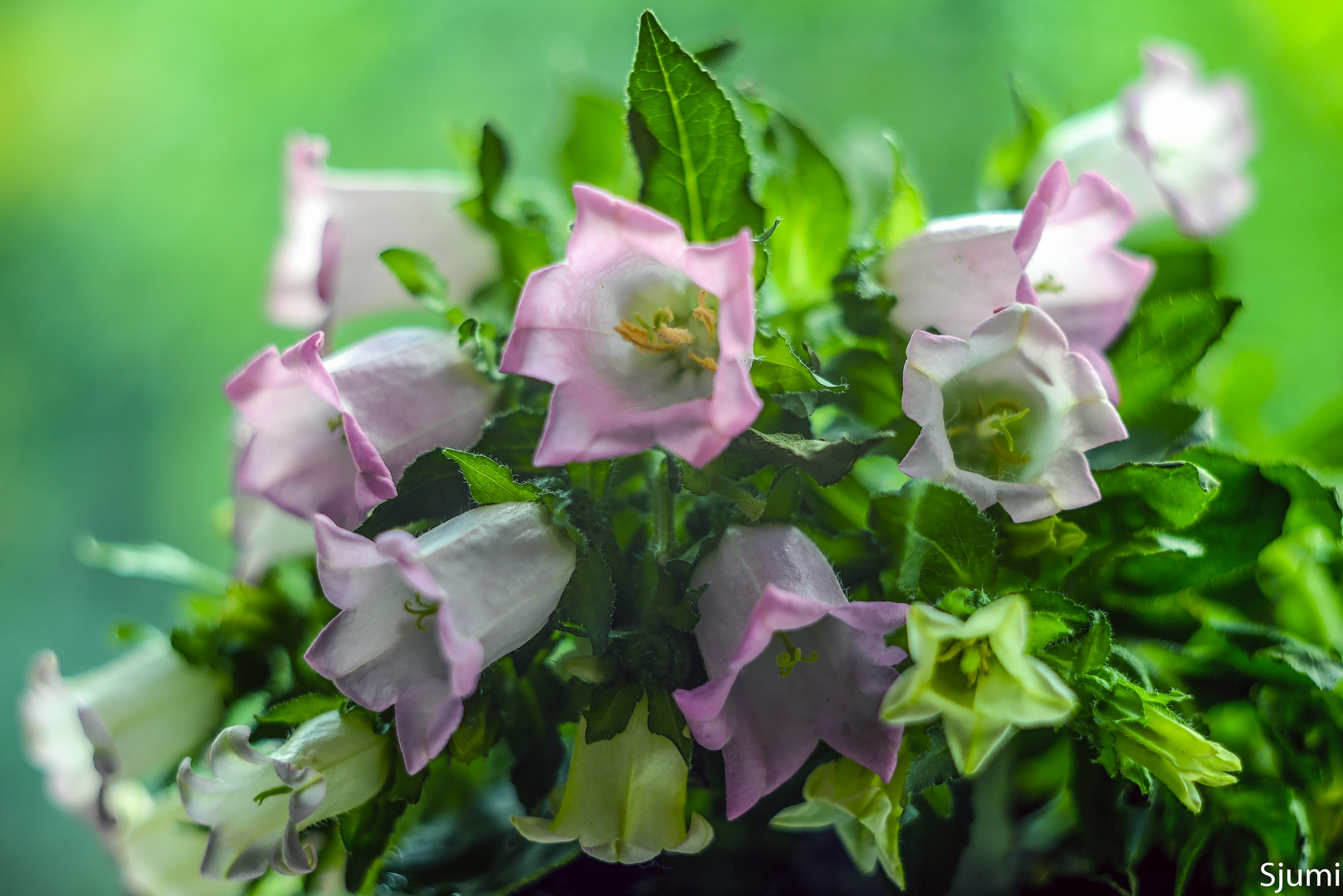 Campanula Zauber