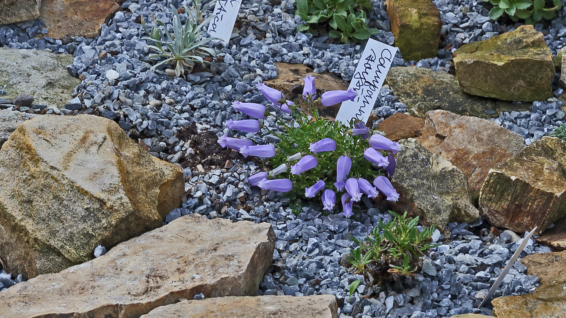 Campanula  Zoysii - Zois Glockenblume bereichert mit  knapp 30 anderen...