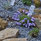 Campanula  Zoysii - Zois Glockenblume bereichert mit  knapp 30 anderen...