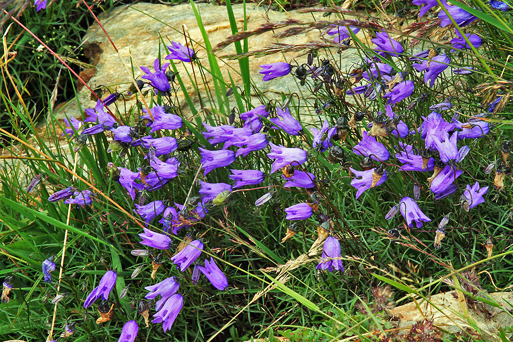 Campanule excisa - Ausgeschnittene Glockenblume, die sehr selten ist...