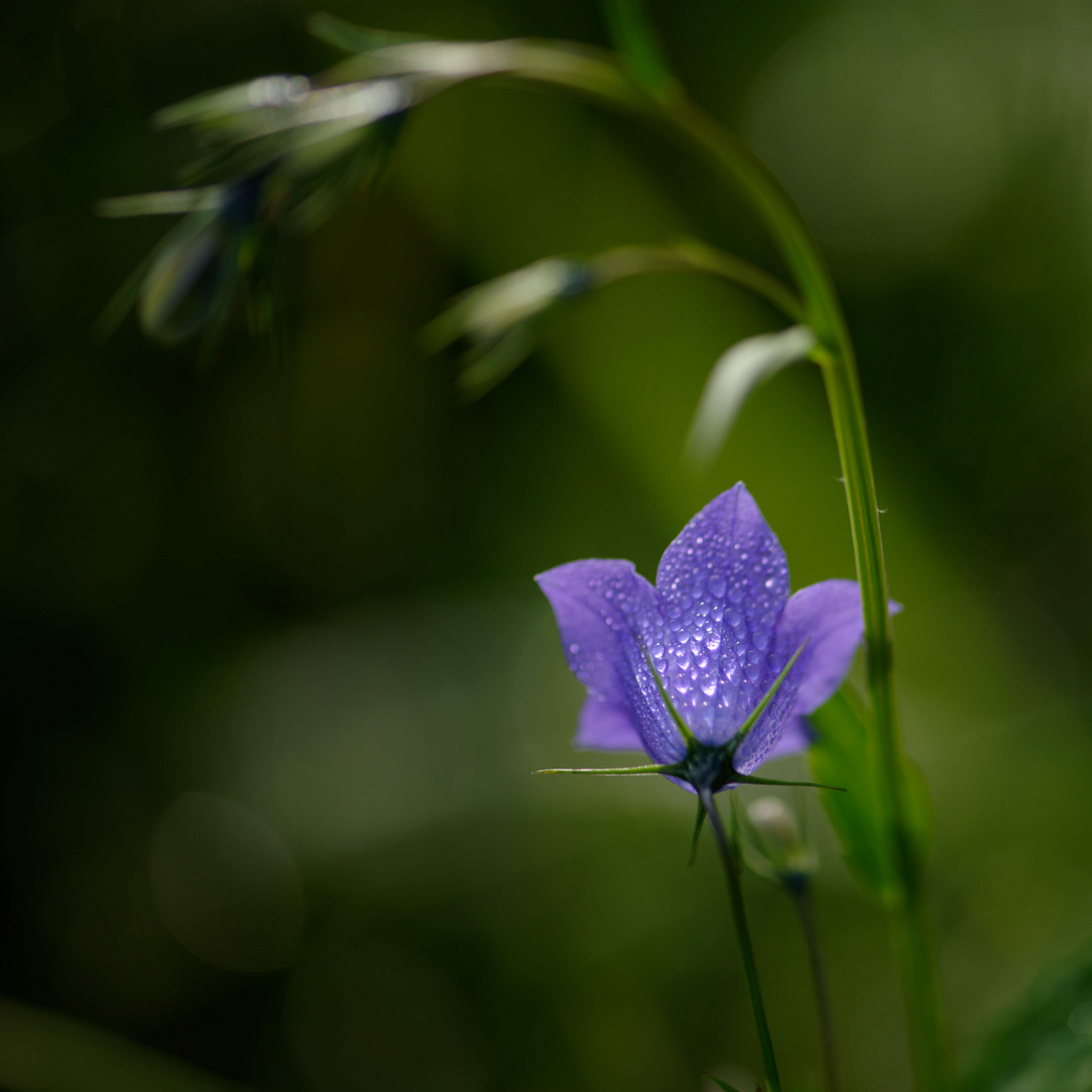 Campanules