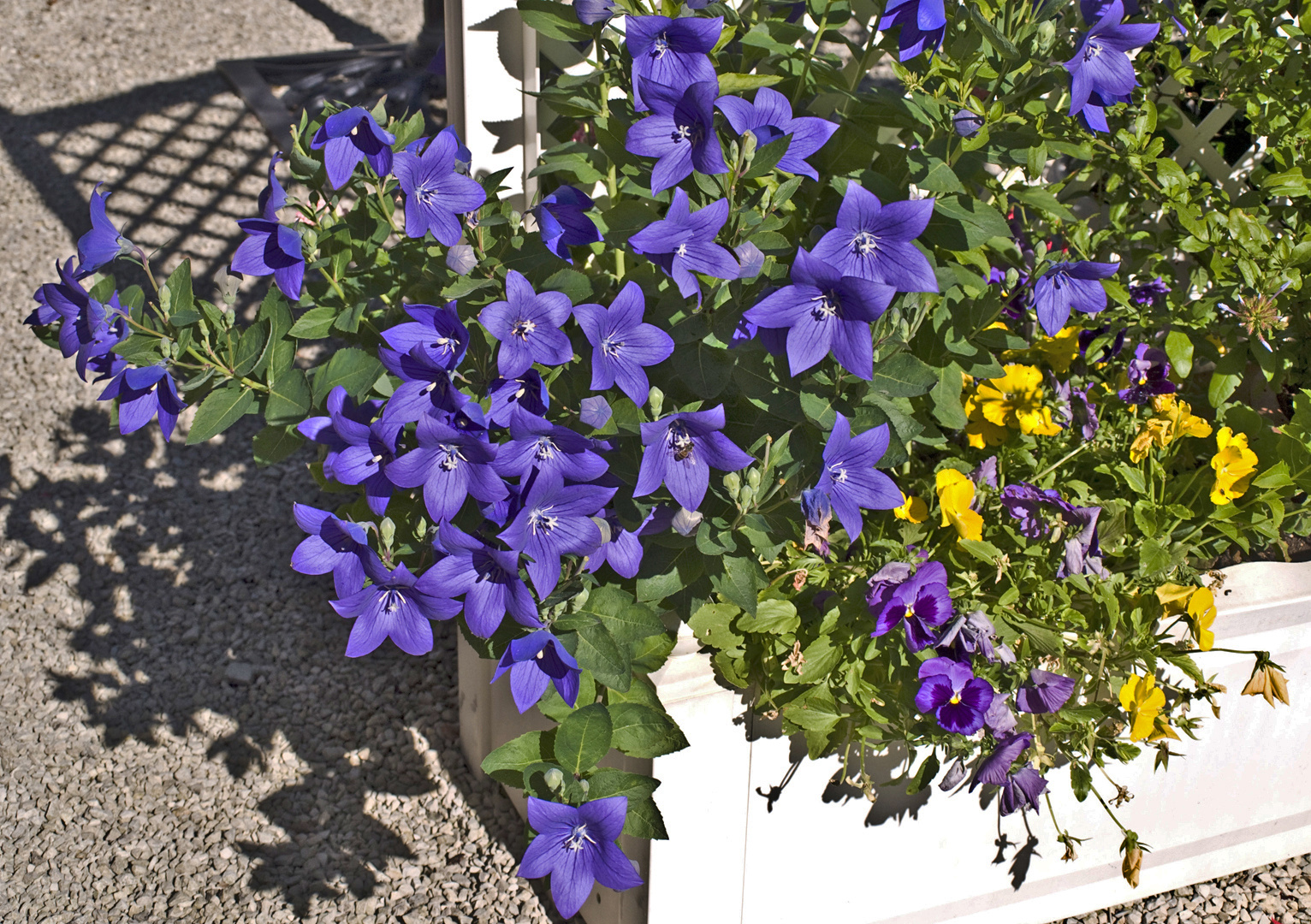 Campanules à grandes fleurs  --  Platycodon grandiflorus  --  Ballonblumen