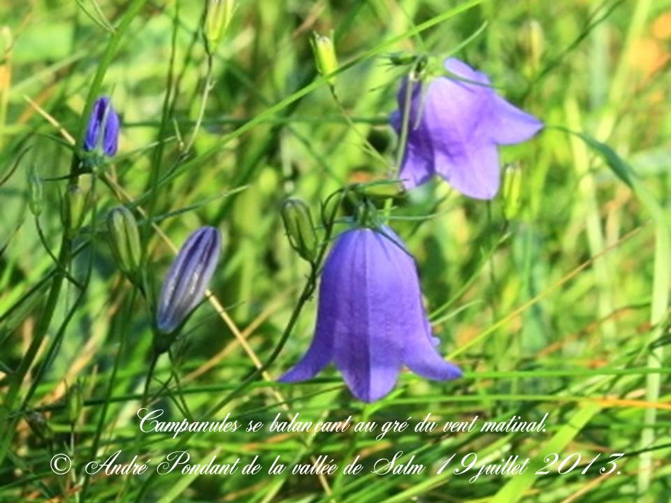 Campanules se balançant au gré du vent matinal.