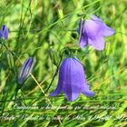 Campanules se balançant au gré du vent matinal.