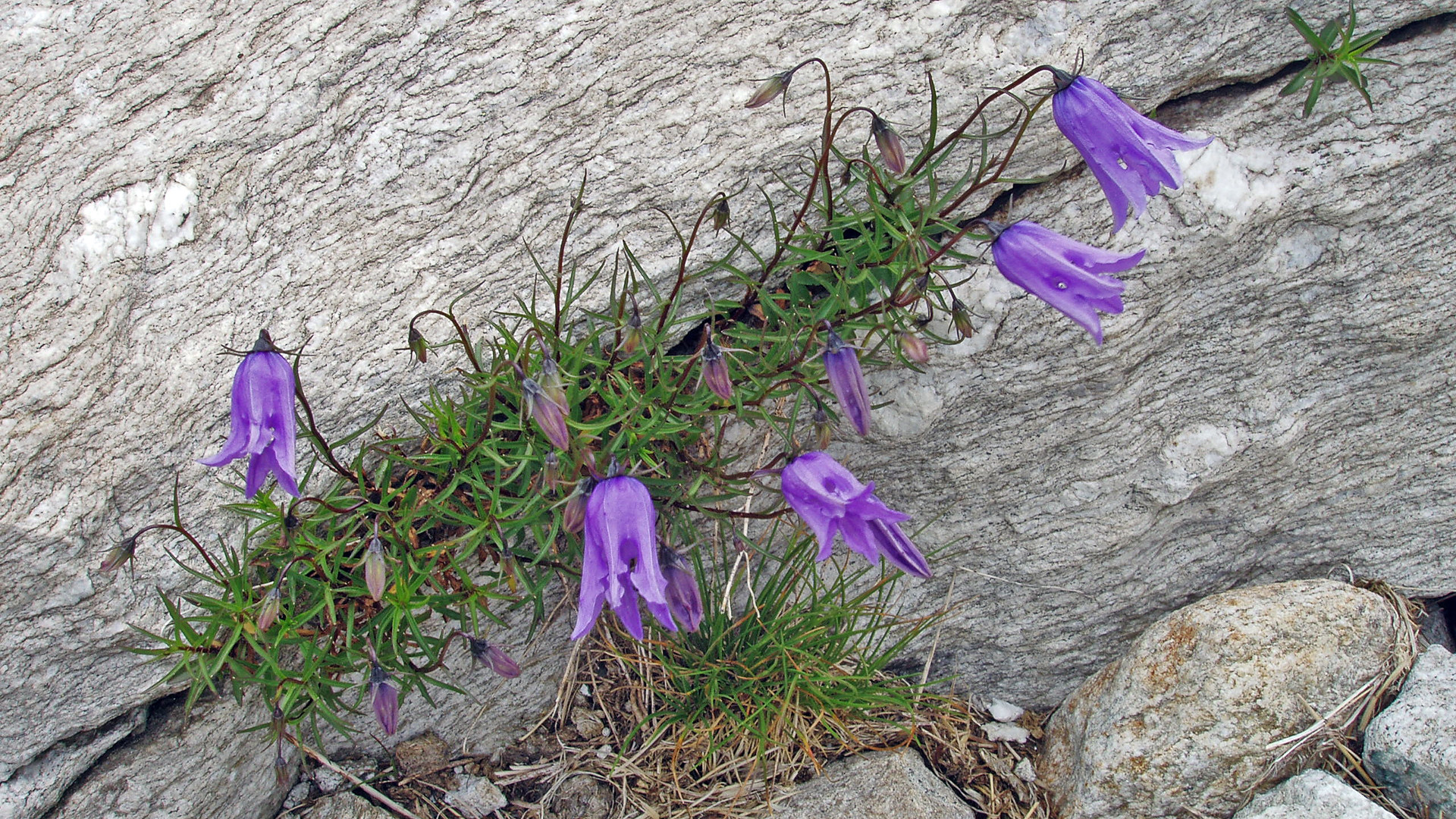 Campanulla excisa- die eingeschnittene oder auch ausgeschnittene Glockenblume...