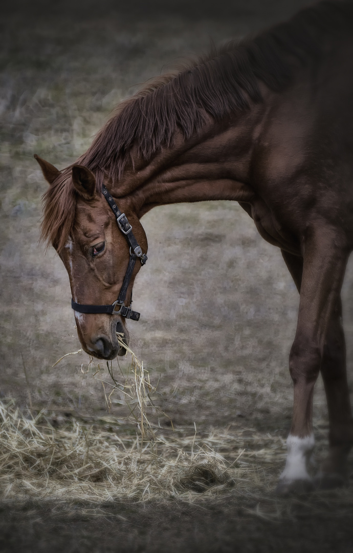 Campeando