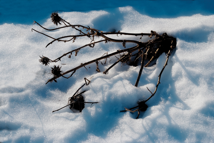 Campeda: Cardo sulla neve