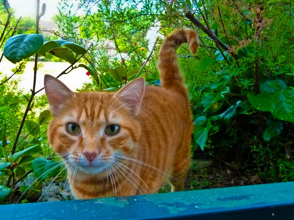 Campes, mein roter Kater Foto & Bild tiere, tierfreundschaften, Bilder auf