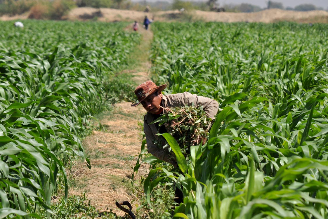 Campesino