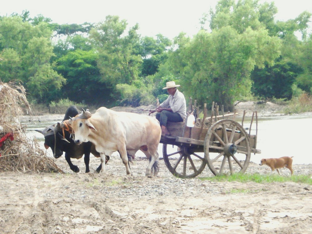 campesino, yunta y carreta