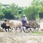 campesino, yunta y carreta