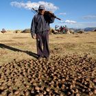 CAMPESINOS (Chuno)