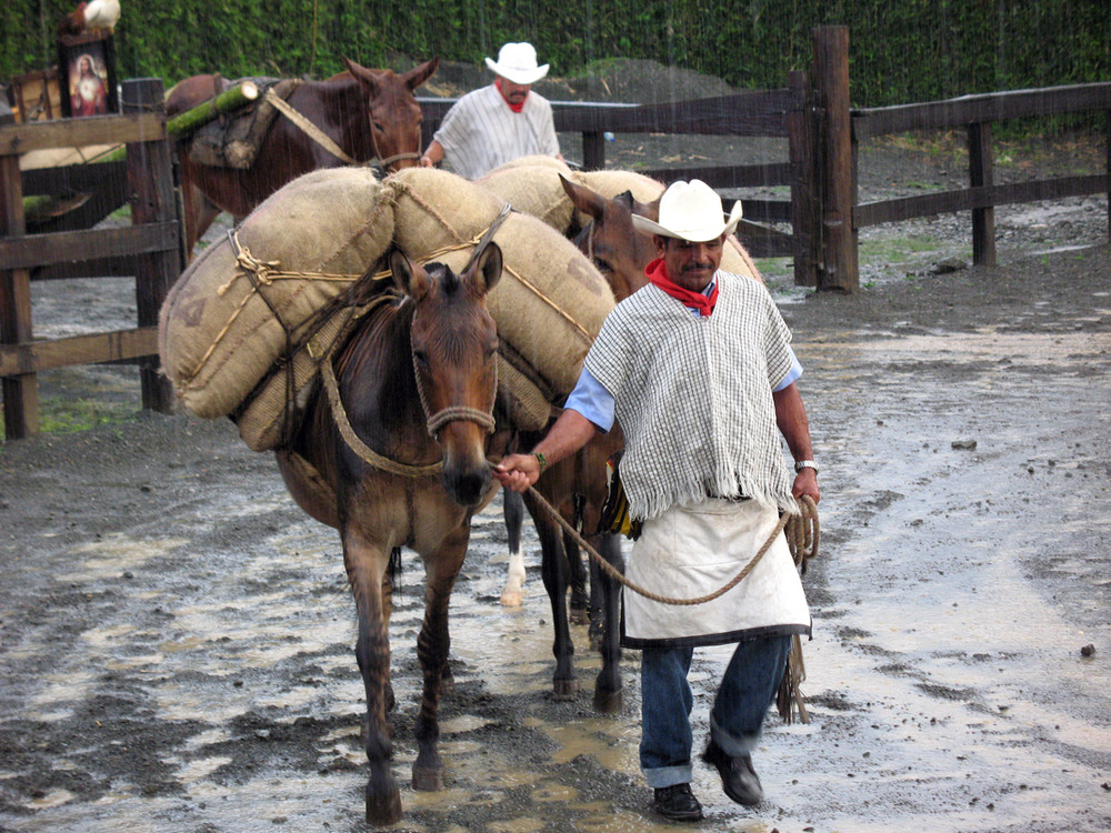 CAMPESINOS DEL EJE CAFETERO